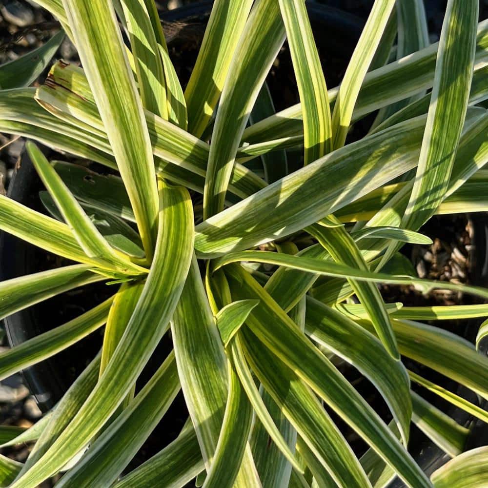 #1 Container Lily Silvery Sunproof Turf Plants (4-Pack) - Hercitys