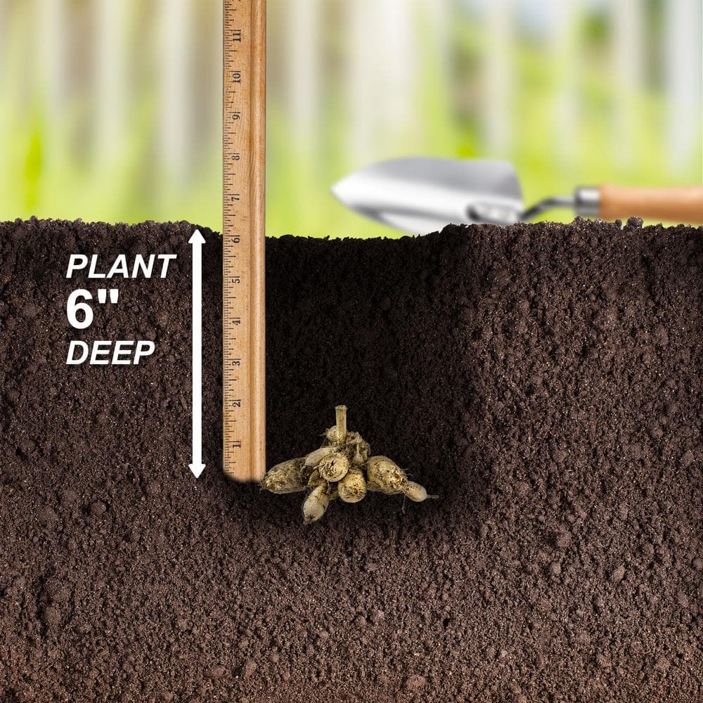 #1, HS Kiss Single Dahlia Flower Bulbs Bare Roots (Bag of 4) - Hercitys