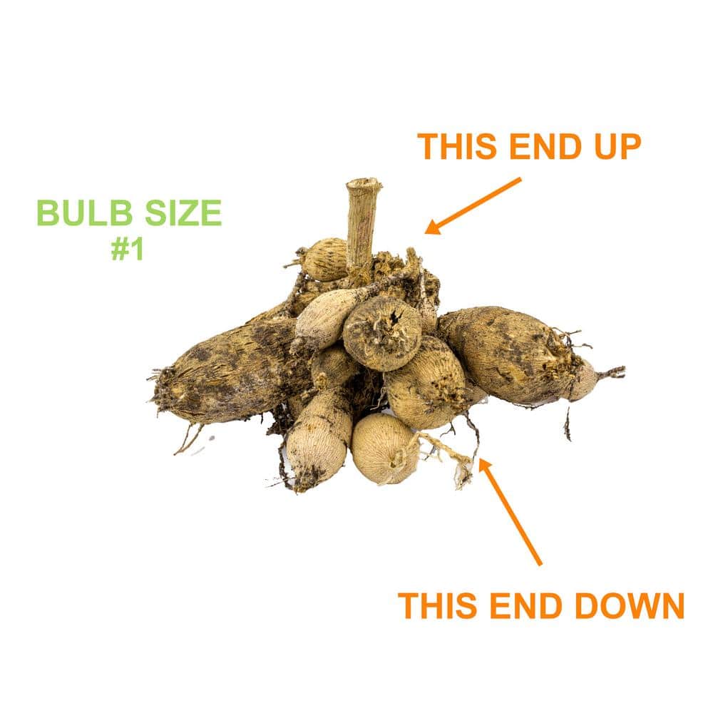 #1, HS Kiss Single Dahlia Flower Bulbs Bare Roots (Bag of 4) - Hercitys