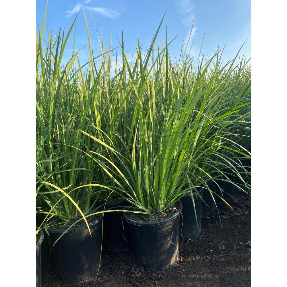 #5 Container African Iris Perennial Plant Shrub - Hercitys