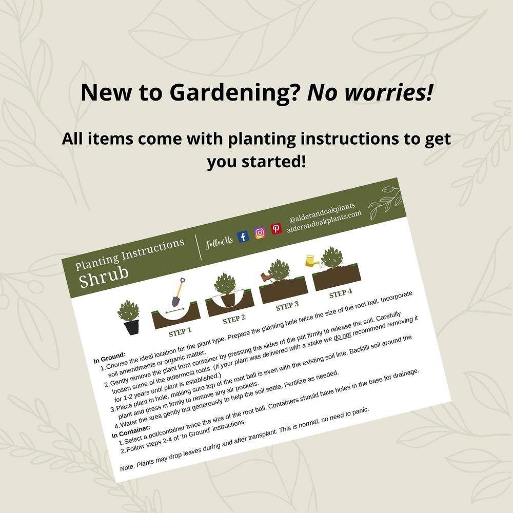 #5 Container Boston Ivy Perennial Vine Plant - Hercitys