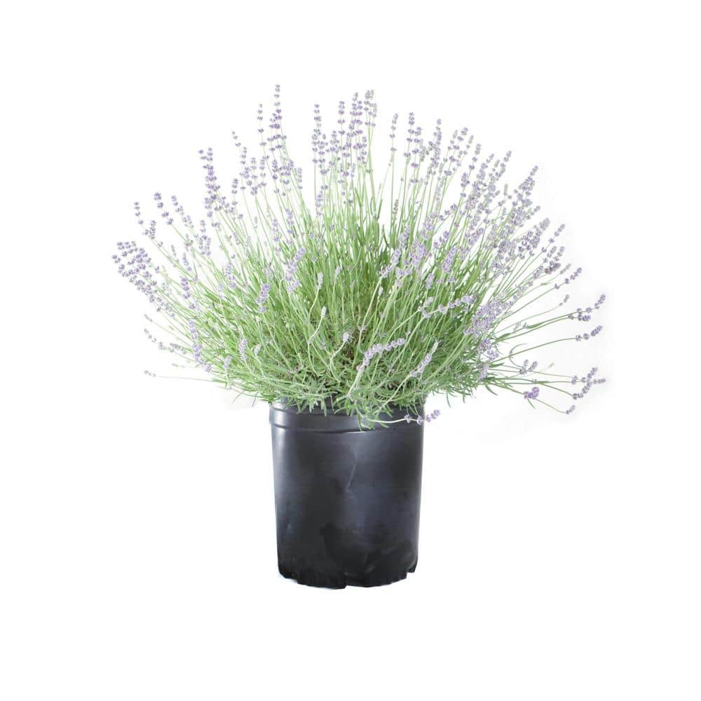 #5 container ‘Vera’ English Lavender Plant - Hercitys
