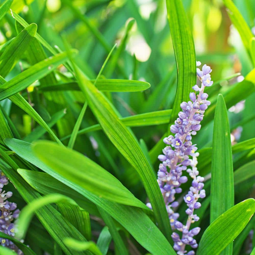 #1 Container Lily Turf Grass Perennial Plant (4-Pack) - Hercitys