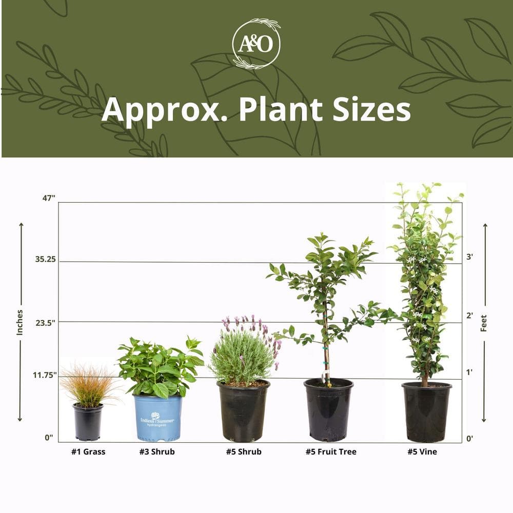 #1 Container Lily Silvery Sunproof Turf Plants (4-Pack) - Hercitys