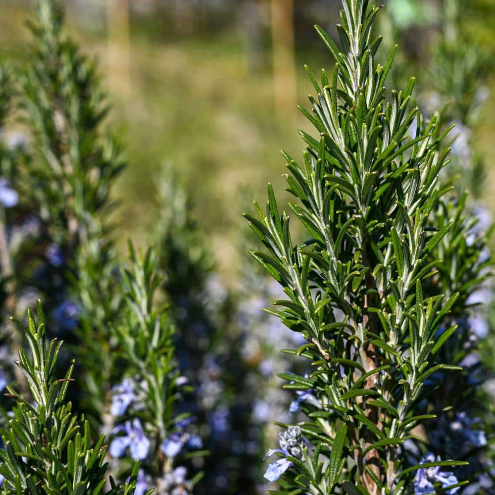 #1 Container Tuscan Blue Rosemary Shrub (4-pack) - Hercitys