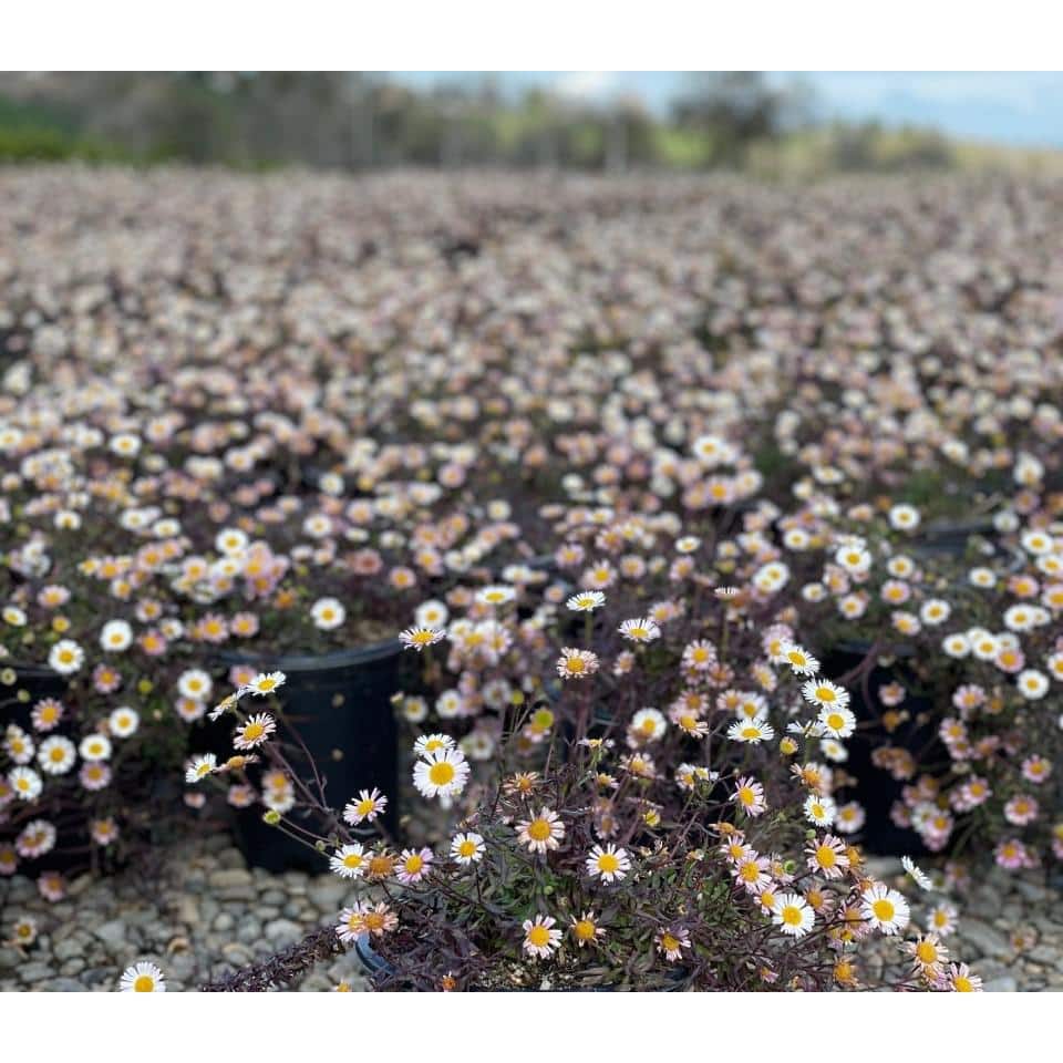 #1 Container Fleabane Daisy Plants (4-Pack) - Hercitys