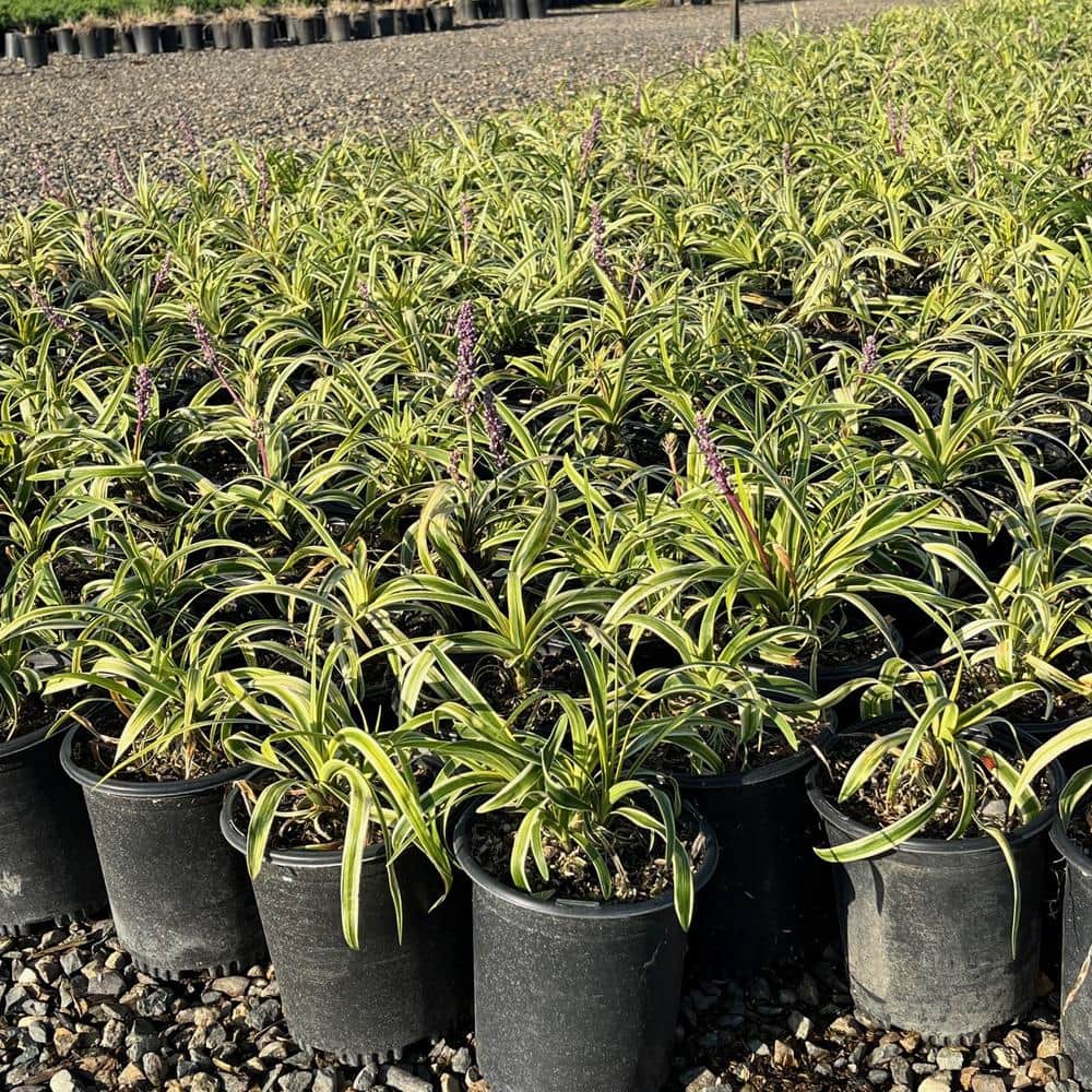 #1 Container Lily Silvery Sunproof Turf Plants (4-Pack) - Hercitys