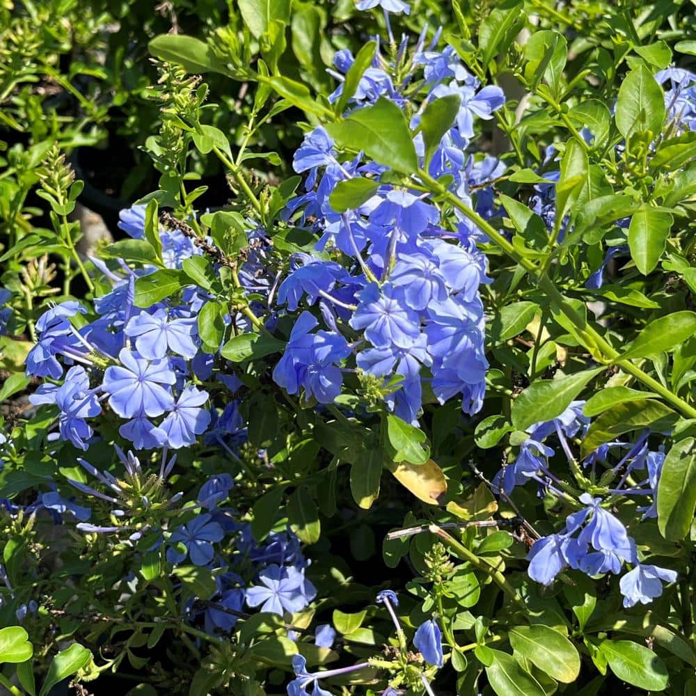 #1 Container Royal Cape Plumbago (4-Pack) - Hercitys