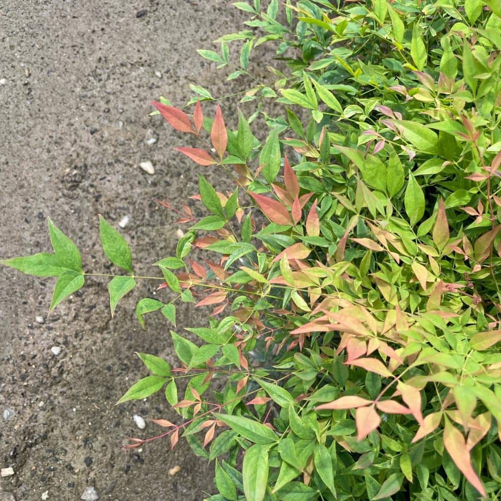 #1 Container Gulfstream Nandina Heavenly Bamboo Shrub (4-Pack) - Hercitys