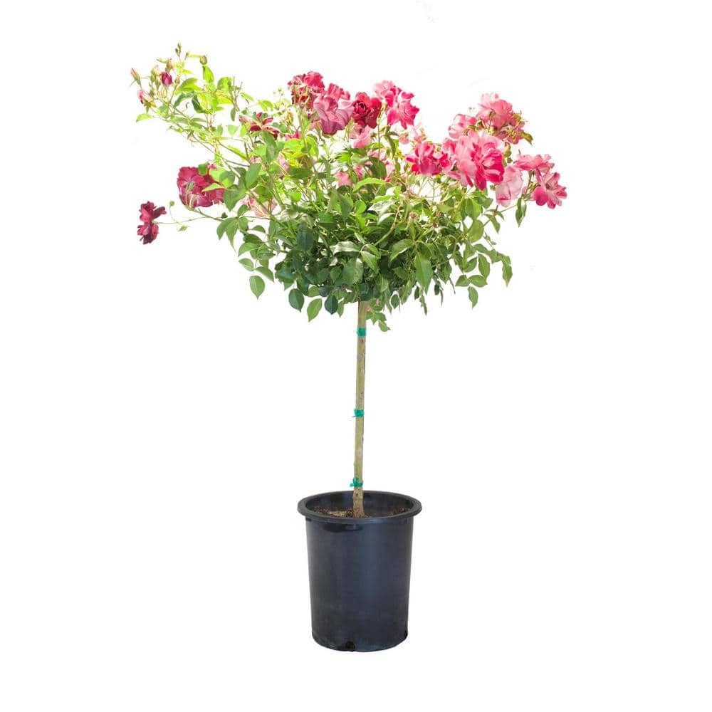 #5 container Burgundy Iceberg Rose Patio Tree - Hercitys