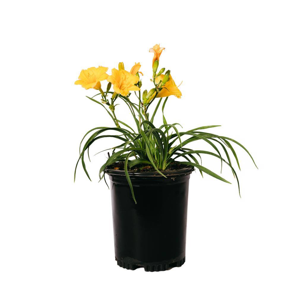 #1 Container Daylily Cranberry Baby Red Perennial Plants (4-Pack) - Hercitys