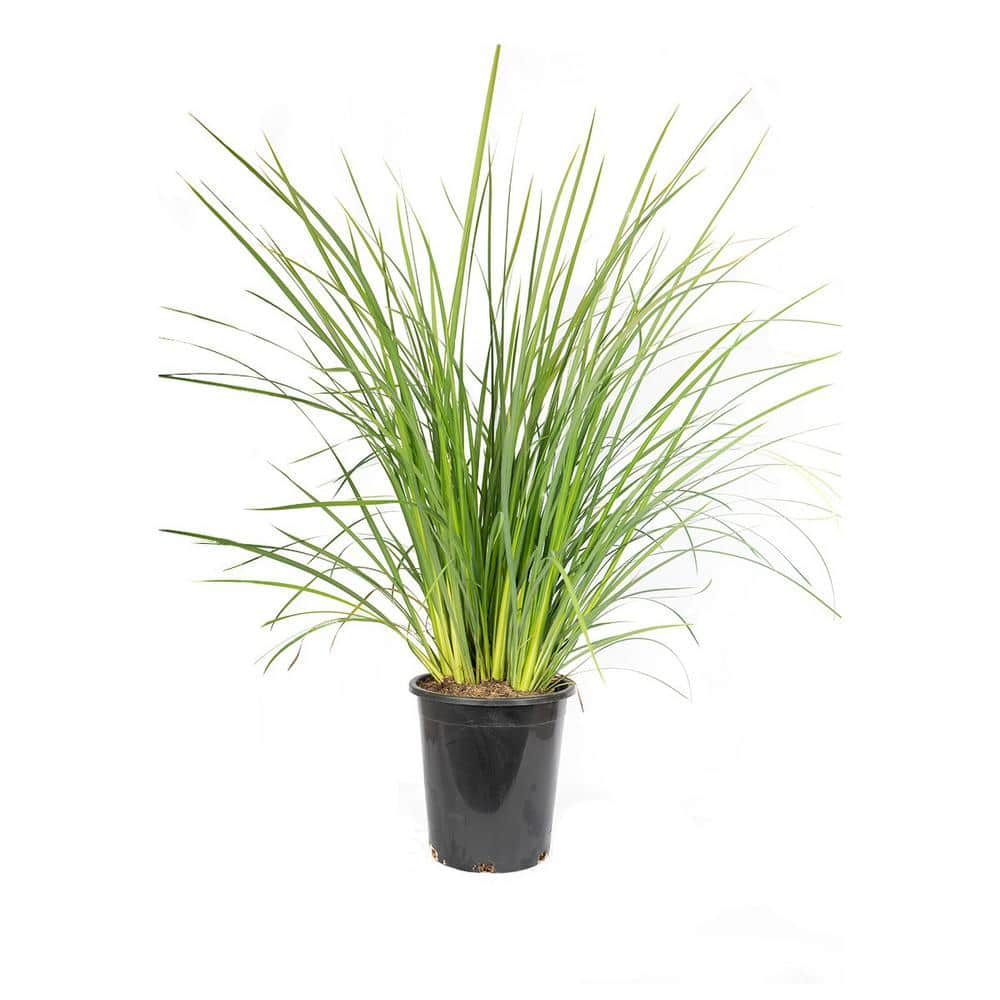 #5 Container African Iris Perennial Plant Shrub - Hercitys