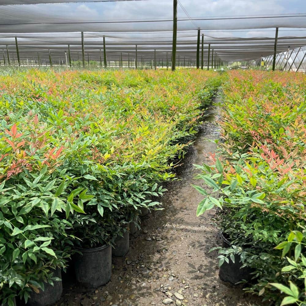 #1 Container Gulfstream Nandina Heavenly Bamboo Shrub (4-Pack) - Hercitys