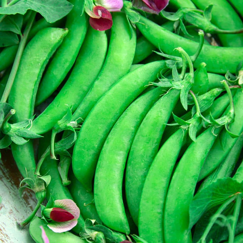 Snap Pea Magnolia Blossom (75 Seed Packet) - Hercitys