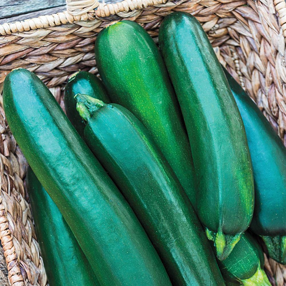 Squash Summer Improved Zucchini Hybrid (20 Seed Packet) - Hercitys