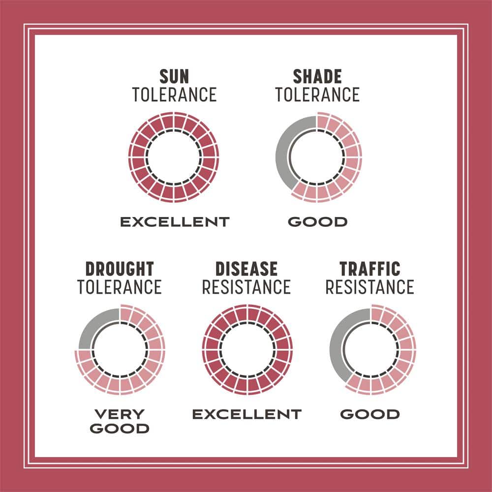 Zenith Zoysia 5 lb. 1,000 sq. ft. Grass Seed and Mulch - Hercitys