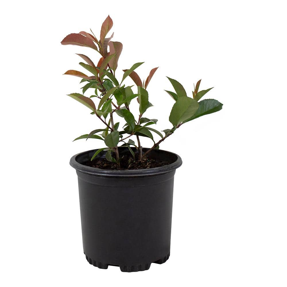 Photinia Red Robin Shrub, Photinia Fraseri Hybrid, 2.5 qt. Pot, Easy Care Shrubs - Hercitys