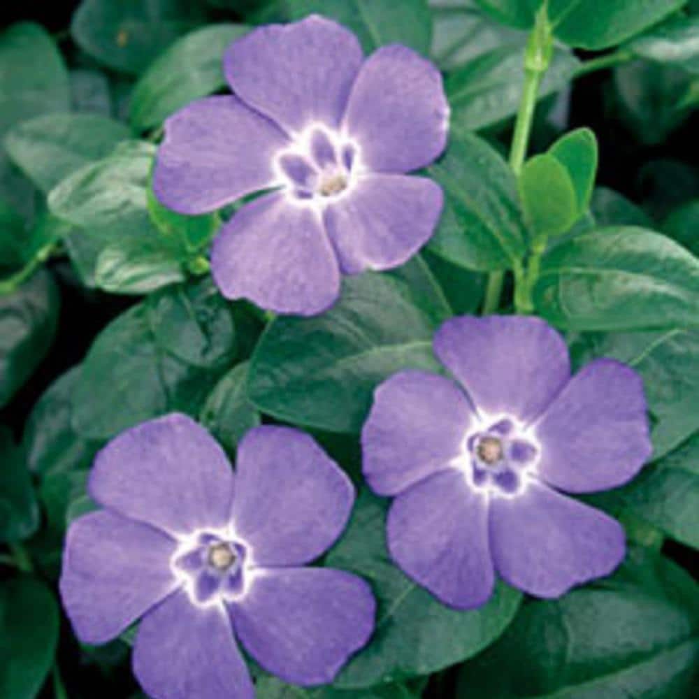 Vinca Minor 3-1/4 in. Pots (54-Pack) – Blooming Groundcover Plant - Hercitys