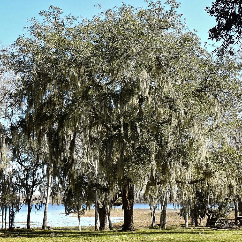 Southern Live Oak Semi-Evergreen Shade Tree - Hercitys