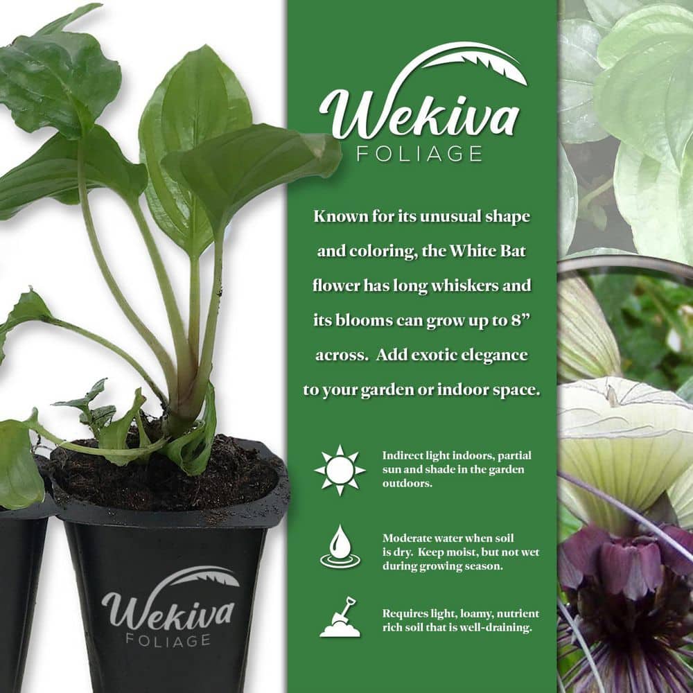 White Bat Flower-Live Starter Plant in a 2 in. Pot-Tacca Integrifolia-Extremely Rare and Exotic Flowering Plant - Hercitys