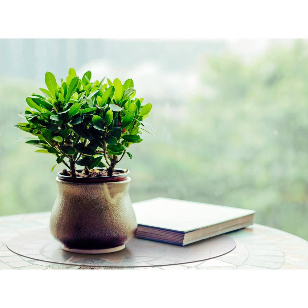 Desktex 12 in. x 12 in. Clear Polycarbonate Circular Mats (Pack of 2) - Hercitys