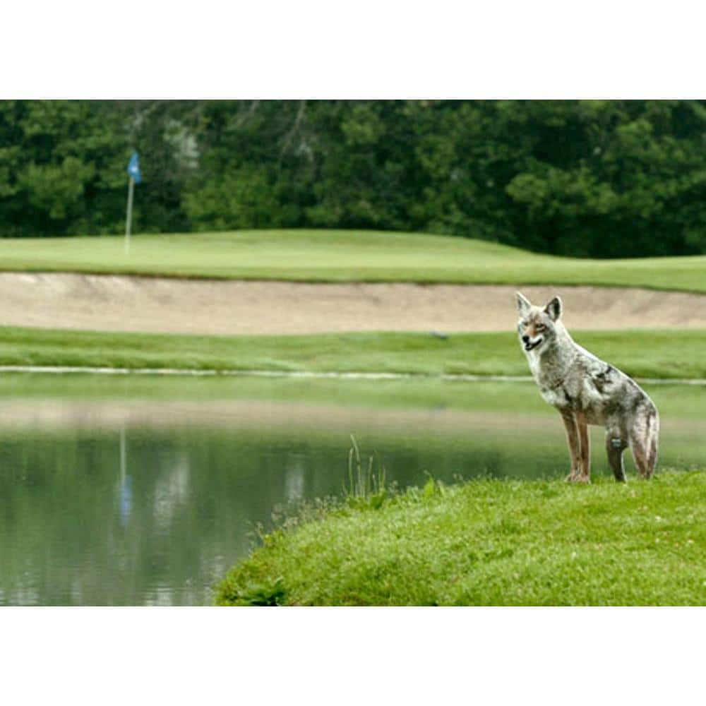 Coyote Decoy Goose Control Animal Control #1 Best Seller Scare Birds and Geese - Hercitys