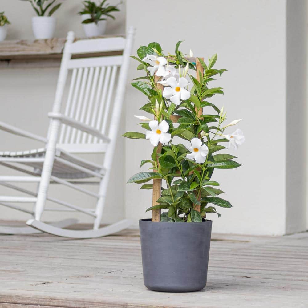 White Mandevilla Trellis Sun Parasol Live Outdoor Vining Plant in 9.25 inch Grower Pot - Hercitys
