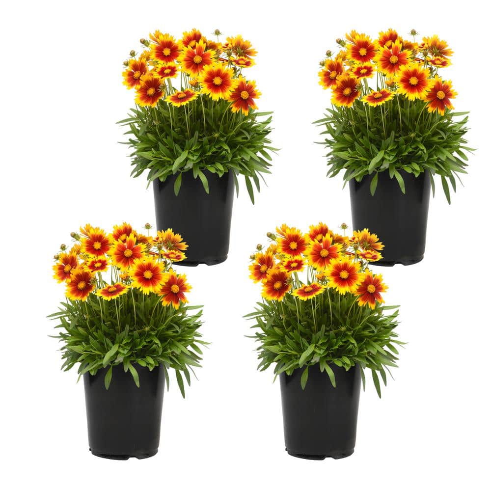 Assorted Yellow, Gold and Bronze Coreopsis Tickseed Flowers Garden Annual Outdoor Plants in 1 qt. Grower Pots - Hercitys