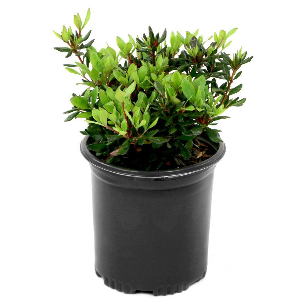 FlorAmore Azalea Pink Shrub (1-Piece) - Hercitys