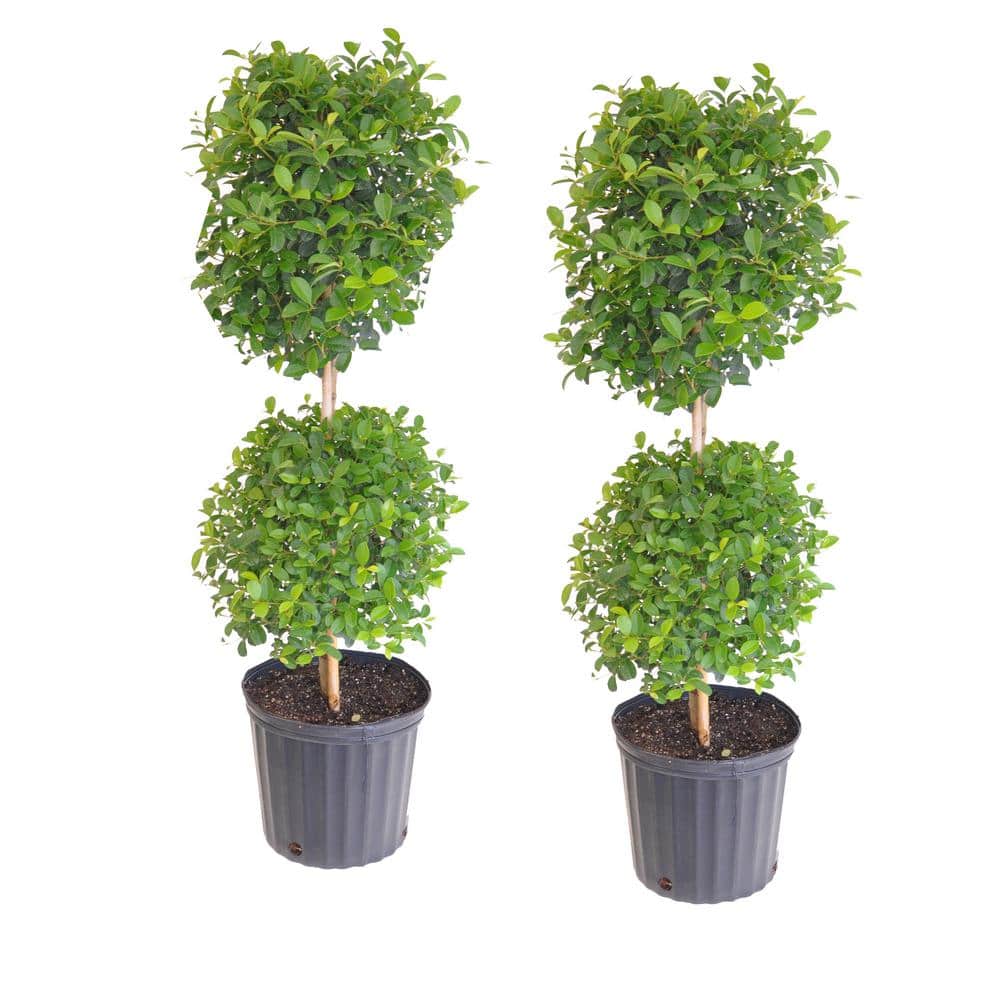 Eugenia Topiary Shrub Live Outdoor Tree in 9.25 in. Grower (Pot 2-Pack) - Hercitys