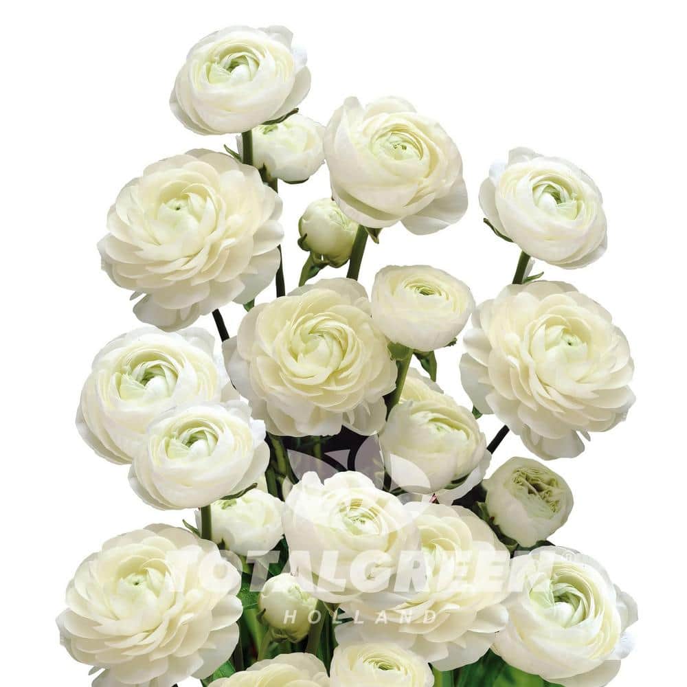 White Peony Ranunculus Plant Bulb Kit - Hercitys