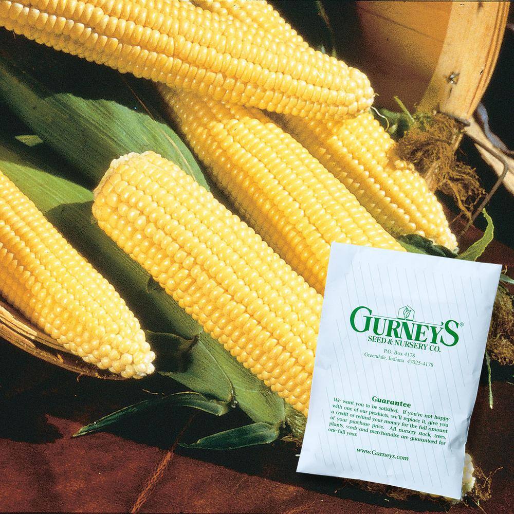 Sweet Corn Northern Xtra Sweet Hybrid (250 Seed Packet) - Hercitys