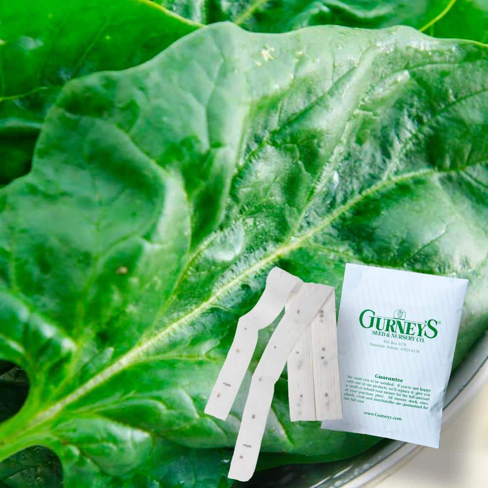 Spinach Goliath 15 ft. Seed Tape - Hercitys