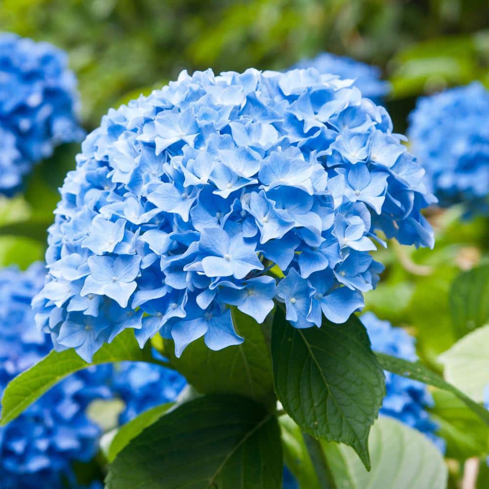 Hydrangea Nikko Blue, Live Bare Root Flowering Shrub (Bag of 2) - Hercitys