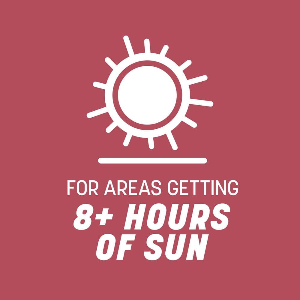 Zenith Zoysia 5 lb. 1,000 sq. ft. Grass Seed and Mulch - Hercitys