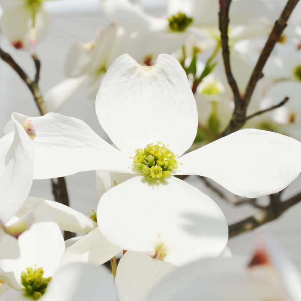 White Flowering Dogwood Tree - Hercitys