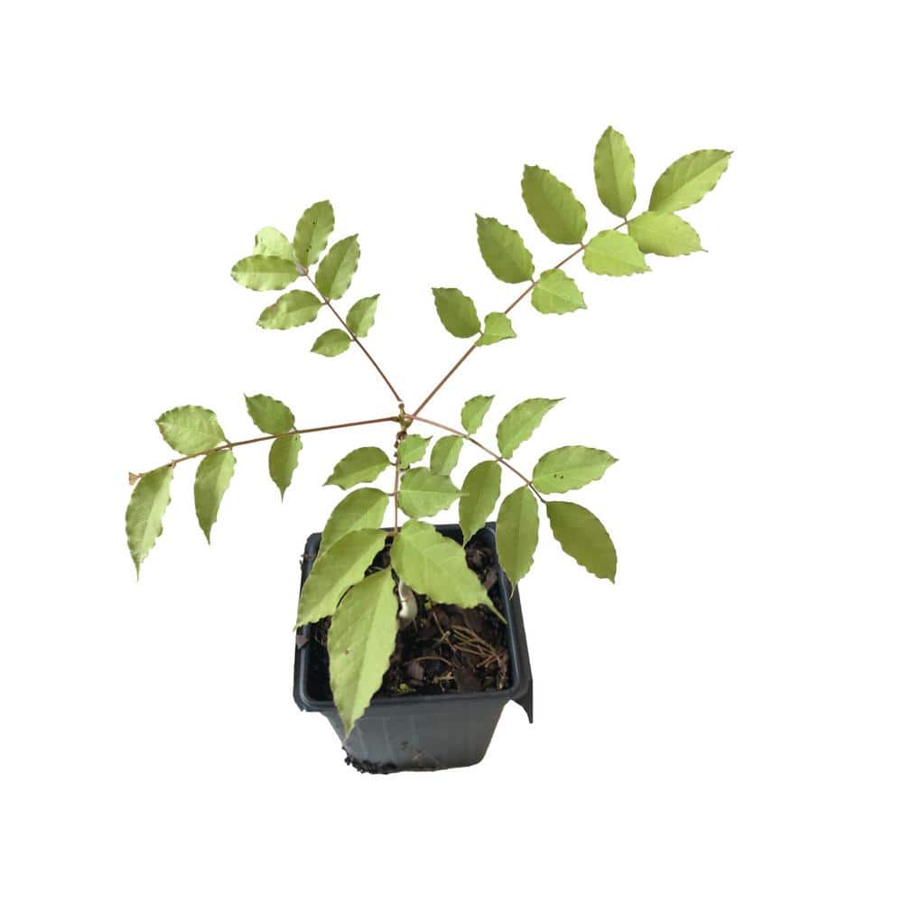 Wisteria Amathyst Falls 3 Total Plants in 3 Separate 4 in. Pot - Hercitys