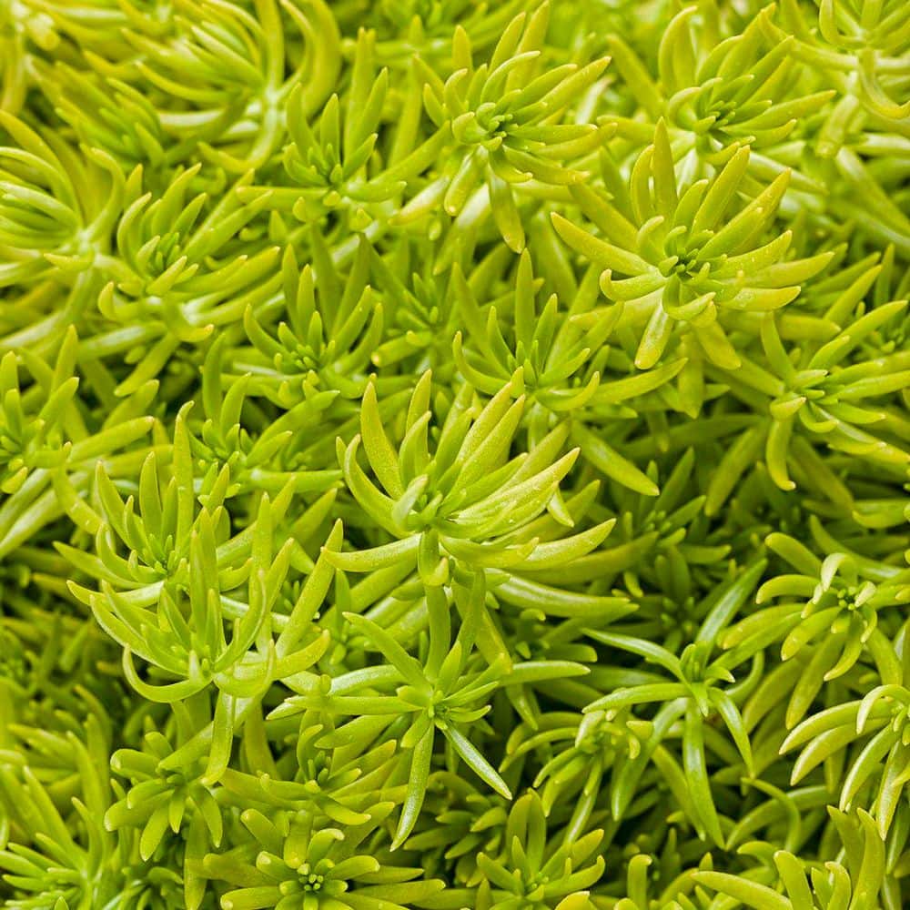 7 in. Royale Lemon Coral Stonecrop (Sedum Mexicanum) Live Annual Plant with Chartreuse Green Foliage - Hercitys