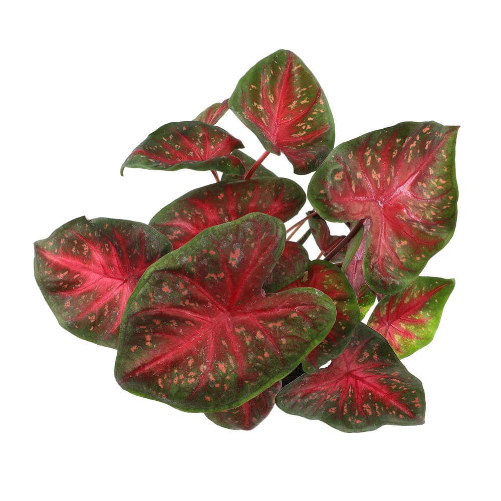 Red and Green Caladium Strap Leaf Outdoor Garden Annual Plant in 2.5 qt. Grower Pot - Hercitys