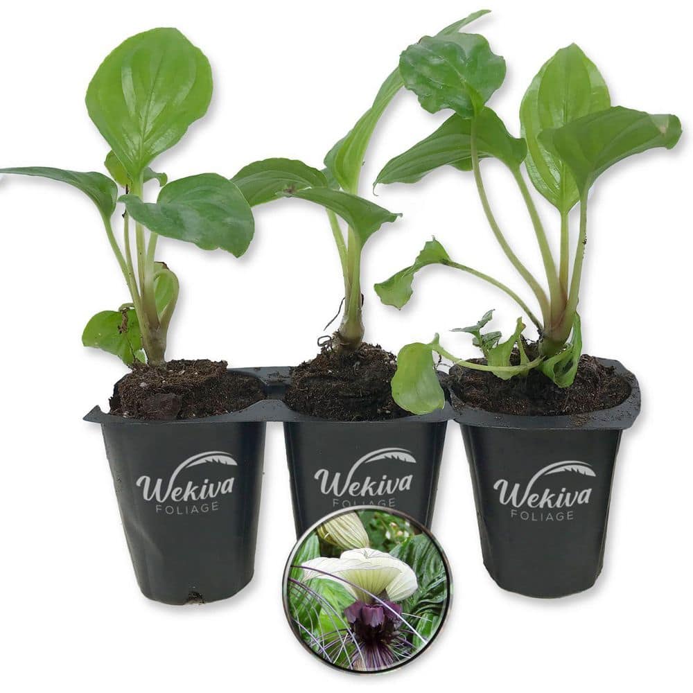 White Bat Flower-3 Live Starter Plants in 2 Inch Pots-Tacca Integrifolia-Extremely Rare and Exotic Flowering Plant - Hercitys