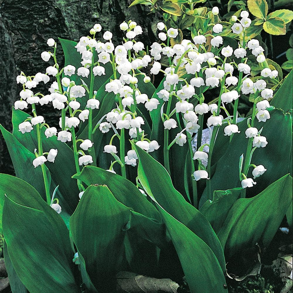 White Flowering Lily of the Valley Convallaria Dormant Bare Root Groundcover Perennial Starter Plant Root (1-Pack) - Hercitys