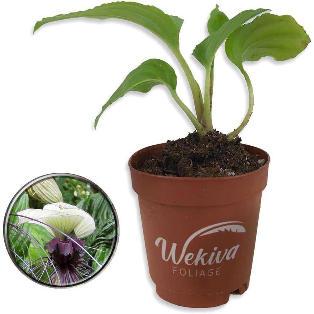 White Bat Flower-Live Starter Plant in a 2 in. Pot-Tacca Integrifolia-Extremely Rare and Exotic Flowering Plant - Hercitys