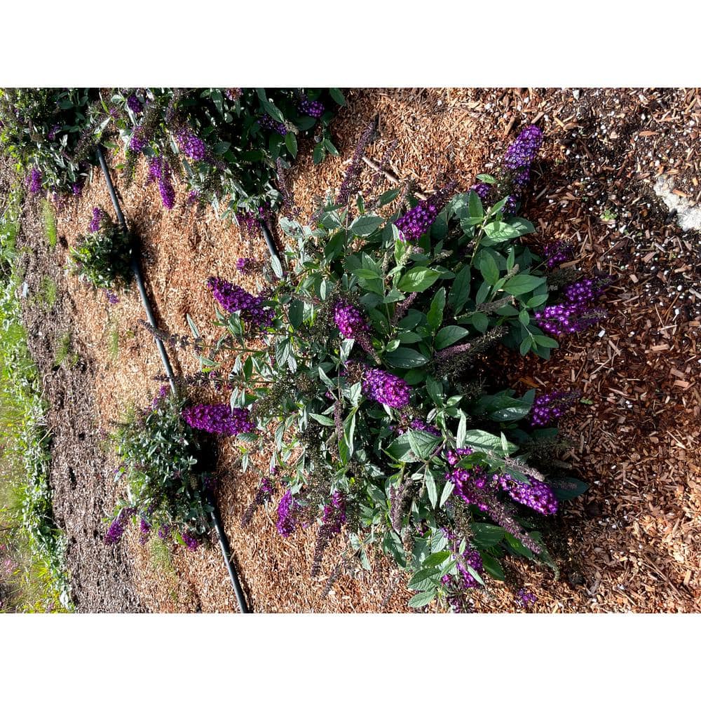 Jumbo Pint Blueberry Pie Butterfly Bush (Buddleia) Live Shrub, Rich Pink Flowers - Hercitys