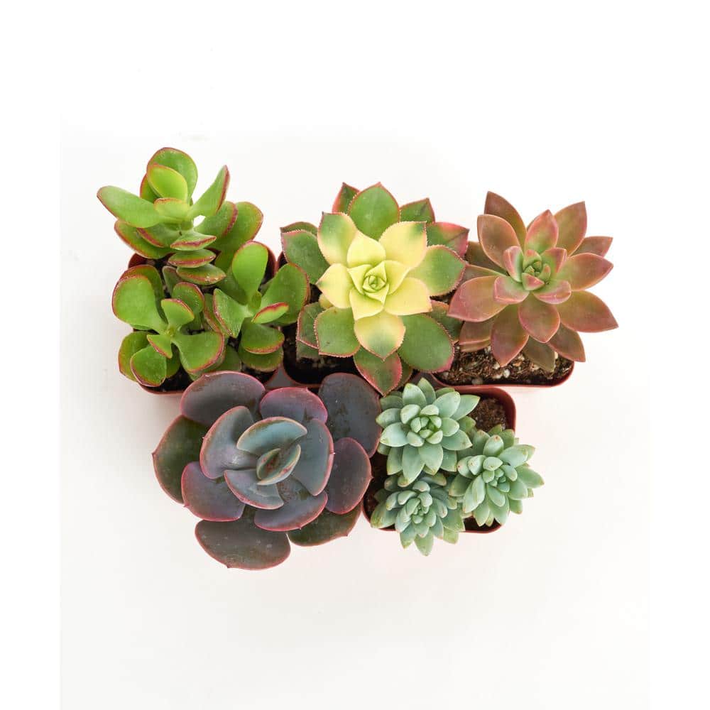Unique Mix Live Succulents in Soil Hand Selected Variety (5-Pack) - Hercitys