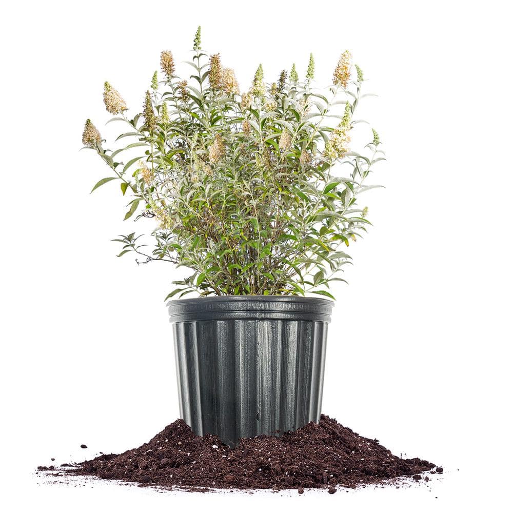 White Profusion Butterfly Bush 3 Gal. Growers Pot, Fragrant White Flowering Plant - Hercitys