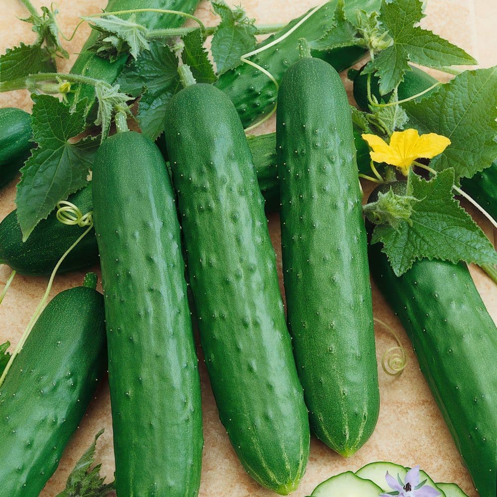 6.1 in. Cucumber Healthy Seed Grow Kit - Hercitys