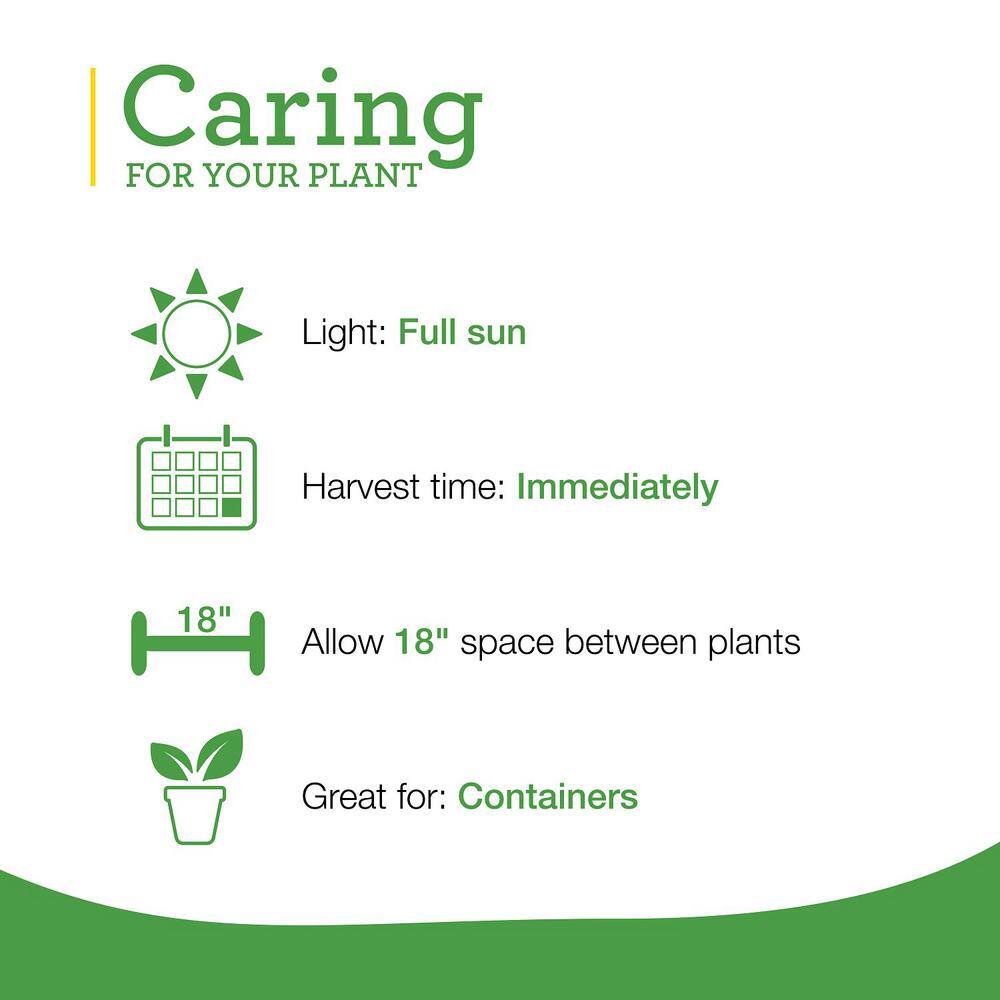 Sweet Basil Plug, 3 cu. in., Live Plants (3-Pack) - Hercitys