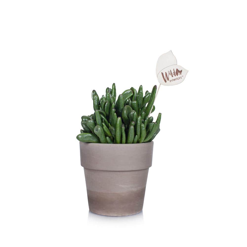 Wild Interiors 5 in. Crassula Succulent in a Terra Cotta Pot - Hercitys