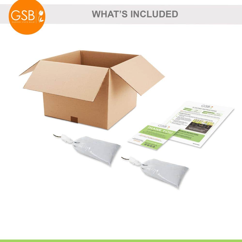 Hydrangea Pink Beauty, Live Bare Root Shrub (Bag of 2) - Hercitys