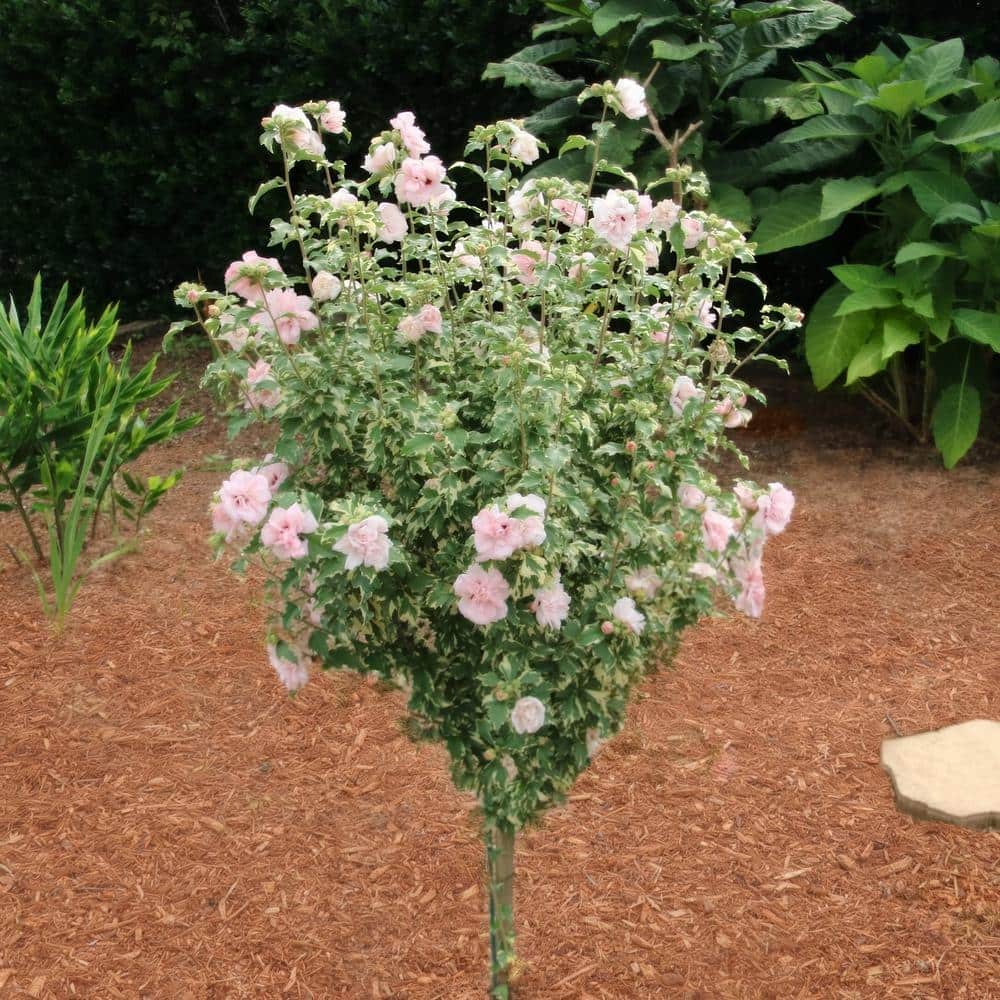 Hibiscus, Sugar Tip Rose of Sharon Tree 1-Piece - Hercitys